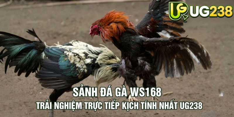 Tin tức